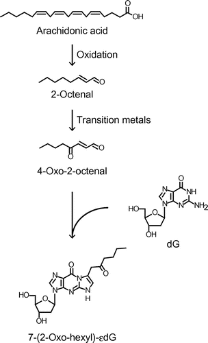 Fig. 4. Proposed scheme for the formation of OOE-dG through the autoxidation of 2-octenal in the reaction of oxidized AA and dG.