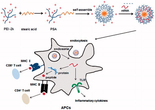 Figure 1. Schematic representation of how PSA micelles loaded with mRNA was delivered to APCs. PSA/mRNA nanoparticles were hypothesized to translate into protein, thus can lead to CD4+ and CD8+ T cell response. Gag mRNA alone can also induce immune response by interaction with the TLRs.