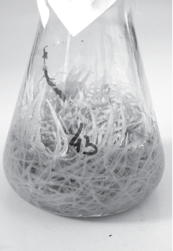 Figure 2.  Hairy root culture of clone 43 in liquid MS medium.