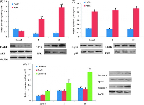 Figure 5. Effects of OA on expression of key proteins involved in cell apoptosis. (A) Treatment with OA (5 and 10 μg/mL) for 1 h, JNK phosphorylation increased and AKT phosphorylation decreased dose dependently. (B) The effects of OA on phosphorylation of P38 and ERK were not observed. (C) Treatment with OA (5 and 10 μg/mL) for 12 h increased the expression of caspase 3, caspase 9 and Apaf-1 dose dependently. Δp < 0.05. **, ΔΔ, †† p < 0.01 compared with the control group. Data are expressed as the mean ± SD. n = 3.