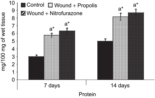 Figure 7.  Effect of Indian propolis on the level of protein in excision wound model. Values are mean ± SEM; n = 6 in each group. *Significant at p < 0.05 as compared with the control group of rats.