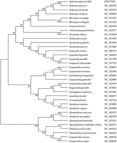 Figure 1. The phylogenetic analysis of Solenaia oleivora MG and other shellfishes based on the mitogenome sequences.