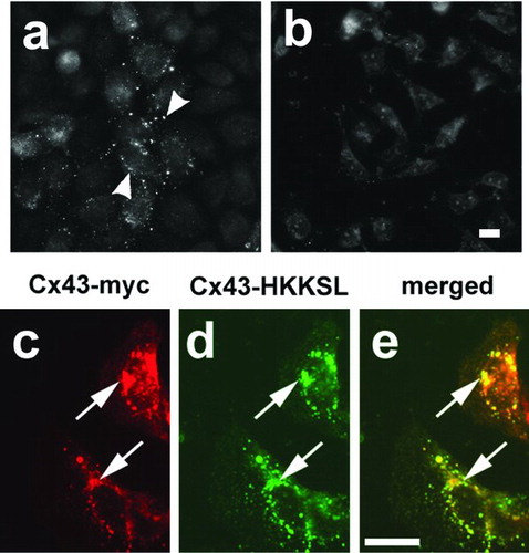 Figure 3 Cx43 did not compensate for Cx43-HKKSL overexpression. (a, b) Pools of cDNAs were screened for the presence of Cx43 cDNAs by transfection into HeLa cells, followed by immunofluorescence microscopy. Shown are two pools of clones from round 1 of screening, one of which contained Cx43 cDNA (a; pool 11), another that did not (b; pool 20). Arrowheads show Cx43 localized to gap junctions in (a). 3(3) cells transfected with myc-tagged Cx43 (Cx43-myc) did not show a change in Cx43-HKKSL localization (arrows), suggesting that Cx43 did not compensate for Cx43-HKKSL overexpression by 3(3) cells.