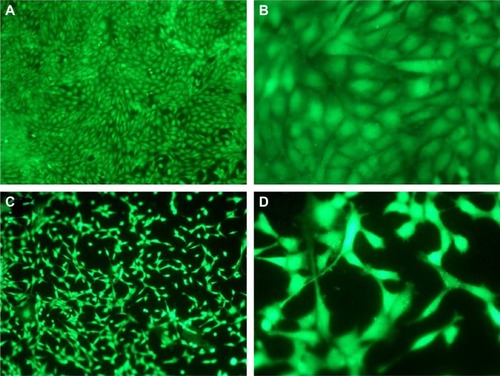 Figure 8 Fluorescence microscopy images of Calcein-AM stained MC3T3-E1 cell attached on (A and B) DCVC, (C and D) DCVC-Ag1, (E and F) DCVC-Ag2, and (G and H) DCVC-Ag3 for 3 days. Figure 9 The SEM images of MC3T3-E1 cell attachment on DCVC, DCVC-Ag1, DCVC-Ag2, and DCVC-Ag3 samples for days 3 and 7.Abbreviations: DCVC, central venous catheters coated with polydopamine films; SEM, scanning electron microscopy.Display full sizeAbbreviation: DCVC, central venous catheters coated with polydopamine films.