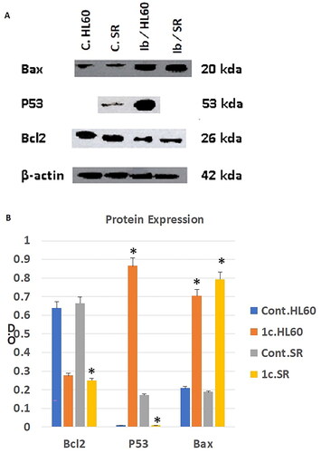 Figure 13. The effect of compound 1c on Bcl2, P53, and Bax protein levels on HL60 and leukaemia SR cells. (A) Western blotting analysis of Bcl2, P53, Bax protein expression in HL60 and leukaemia SR cells treated with compound 1c compared to their untreated cells as negative control. B- actin was used as loading control. (B) The column graph represents relative expression of Bcl2, P53, and Bax protein levels after compound 1c treatment in HL60 and leukaemia SR cell lines in comparison to their untreated controls. * significance at P < 0.05.