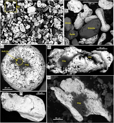 Figure 4. SEM electron backscatter images of gold extracted from the settling pond sediment. Clay appears as dark grey or black areas in most images. (a) General view showing ranges of coarser particle sizes and shapes. (b) Close view of some medium and fine particles, as in a. (c) A typical small toroid with internal clay and micron-scale authigenic gold in that clay. (d) Irregular and elongated fine gold particle with adhering clay. (e) Ragged fine gold particle with adhering clay. (f) Clean smooth fine Ag-bearing gold particle.