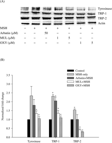 Figure 5.  Western blotting (A) and quantitative real-time RT-PCR (B) of melanogenic enzymes. (A): The cells were treated with α-MSH (100 nM) and each chemical of designated concentration. (B): The cells were treated with α-MSH (100 nM) and arbutin (50 μM), mulberroside A (MUL, 5 μM), or oxyresveratrol (OXY, 5 μM). Data were normalized by using actin as a control. The values of normalized fold expression were determined from three independent experiments and expressed as mean values ± SD. The asterisks denote the statistic significance of p < 0.05, in comparison with the control which was normalized to 1.