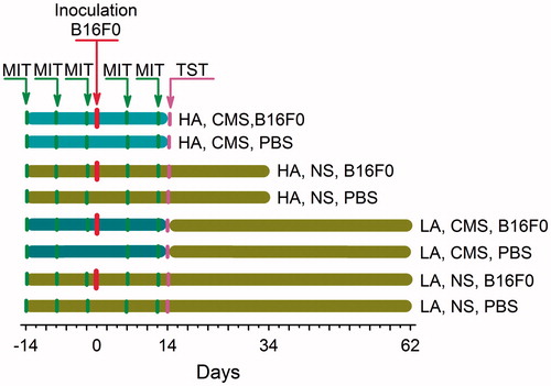Figure 1. Experimental protocol. High analgesia (HA) mice from the non-stressing (NS) group and the chronic mild stress (CMS) group were monitored for 14 and 34 post-inoculation days, respectively. Low analgesia (LA) mice from both the NS group and the CMS group were well maintained and monitored for 62 post-inoculation days (PID).