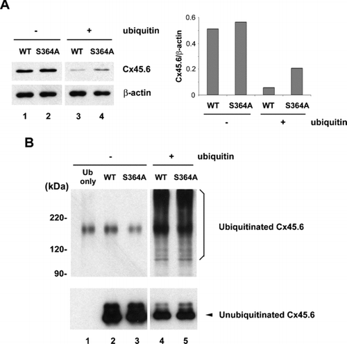 Figure 2 Co-expression of ubiquitin and connexin constructs in N2A cells. N2A cells were transiently transfected with wild type and mutant Cx45.6 constructs with or without ubiquitin. Cells were lysed 24 h after transfection. (A) Same amount of proteins from wild type Cx45.6 (lanes 1 and 3) and Cx45.6(S364A) (lanes 2 and 4) transfected cells co-expressing ubiquitin (lanes 3 and 4) or without ubiquitin (lanes 1 and 2) were immunoblotted by anti-flag antibody and anti-β actin antibody. The protein band intensity was measured by densitometry and the intensity ratio of Cx45.6 versus β-actin was calculated (right panel). (n = 3). (B) The transfected N2A cell lysates were immunoprecipitated by anti-Cx45.6 antibody. The immunoprecipitates from ubiquitin only (lane 1), wild type Cx45.6 (lanes 2 and 4) and Cx45.6(S364A) (lanes 3 and 5) transfected cells co-expressing ubiquitin (lanes 4 and 5) or without ubiquitin (lanes 1–3) were analyzed on 7.5% SDS-PAGE and immunoblotted with anti-myc and anti-flag antibodies, respectively. (n = 3).