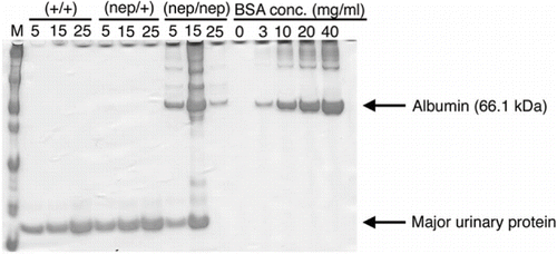 Figure 3. SDS-PAGE analysis of urine from the three strains of ICGN/Oa mice at 5, 15, and 25 weeks of age.