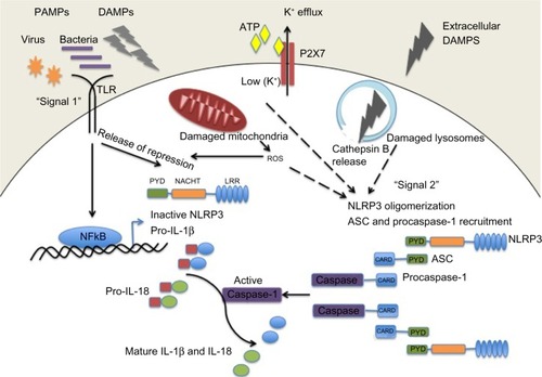 Figure 1 NLRP3 inflammasome activation. Pathogenic PAMPs from virus or bacteria, or sterile DAMPs “prime” the inflammasome by activating a TLR inducing NFκB activation and the expression of NLRP3 and pro-IL-1β (signal 1). NLRP3 oligomerizes and recruits ASC and procaspase-1 in response to an activation signal (signal 2). NLRP3 can be activated in response to potassium ion efflux through the ATP-gated P2X7 channel, in response to reactive oxygen species released from damaged mitochondria, or in response to cathepsin B release from damaged lysosomes. Once activated the NLRP3 inflammasome causes the activation of caspase-1 which cleaves the precursor proforms of IL-1β and IL-18 into their mature forms.Abbreviations: ASC, apoptosis-related speck-like protein containing a caspase recruitment domain; ATP, adenosine triphosphate; CARD, caspase recruitment domain; DAMPS, danger or damage associated molecular patterns; IL, interleukin; LRR, leucine-rich repeat; NACHT, central nucleotide-binding and oligomerization; NF-κB, nuclear factor kappa B; P2X7, P2X purinergic receptor 7; PAMPS, pathogen associated molecular patterns; PYD, pyrin domain; ROS, reactive oxygen species; TLR, Toll-like receptor.