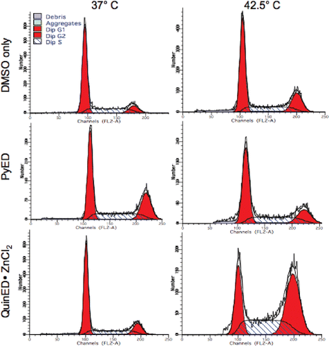 Figure 4. Perturbation of the cell cycle in cells treated with enediynes and hyperthermia. Shown are representative DNA distributions accumulated for HeLa CCL-2 cells incubated with DMSO only or either PyED or QuinED · ZnCl2 for 1 h at 37°C or 42.5°C and fixed 16 h after incubation prior to staining with propidium iodide and analysis by flow cytometry.