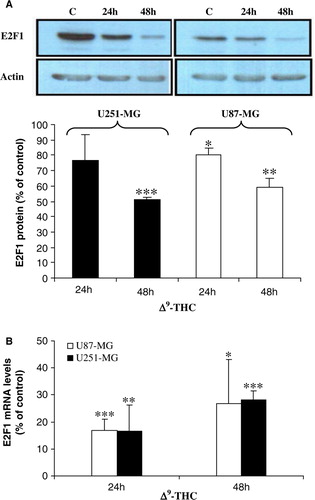 Figure 2.  Δ9-THC decreases E2F1 protein and RNA expression levels in both human GBM cell lines. A, western blot analysis shows a significant decrease of nuclear E2F1 resulting from treatment with 20 µg/ml Δ9-THC for 24 and 48 h when compared to untreated cells (set as 100%). Nuclear extract was prepared from buffer C (as mentioned in the Material and methods), and the membrane was probed over night at 4°C with primary monoclonal E2F1 antibody. Actin serves as loading control. Results were analyzed by densitometry and expressed as a percentage of the intensity value of untreated cells. Columns, mean of four different measurements; bars, ±SD; *, p < 0.05; **, p < 0.01; ***, p < 0.001 versus untreated cells. B, verification by QRT-PCR confirms the decrease in E2F1 protein expression levels, by significant decrease in its RNA expression levels, after treatment of Δ9-THC for 24 and 48 h using the SYBR Green PCR Master Mix. E2F1 gene expression was normalized to GAPDH gene and presented as a percentage to corresponding control (set as 100%). Columns, mean of three different measurements; bars, ±SD; *p < 0.05, **p < 0.01, ***p < 0.001 statistical significant differences. C, U87-MG and D, U251-MG cells were plated on glass coverslips with or without 20 µg/mL Δ9-THC for 24 and 48 h then fixed with methanol, incubated for 2 h with monoclonal E2F1 antibody, washed extensively with TBS, and incubated for 1 h with E2F1-secondary Ab (Rhodamine Red-X). Cells were counterstained with 4′,6-diamidino-2-phenylindole (DAPI). Slides were then mounted and examined using a fluorescence microscope. Photographs were taken at the same magnification (×40) and then transported to Photoshop.