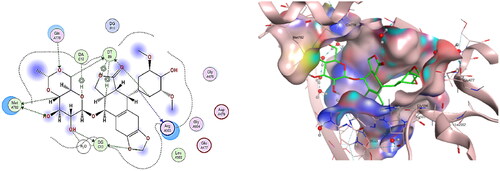 Figure 14. The binding interaction of EVP (green) at the pocket of the active site of DNA-Topo IIβ complex in 2D (left panel) and 3D representation (right panel).