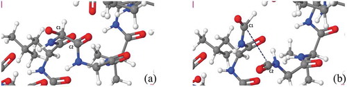 Figure 6. Snapshots from reactive MD simulations, presenting the breaking of a C-C bond in the backbone of N-terminal upon impact of three  ∗OH radicals on the hydrogen atom of Gly. (a) a carbonyl group is formed in Gly after the hydroxylated alpha-carbon reacts with a  ∗OH radical. (b) C-C bond is breaking due to oxidation on Gly. Colors: red, O; white, H; cyan, C; and blue, N.