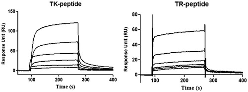 Figure 2. Kinetic analysis of the TK and control (TR) peptide binding to integrin α6β1 by surface plasmon resonance technology. TK and TR peptide at concentrations of 0.625, 1.25, 2.5, 5, 10 and 20 μM.