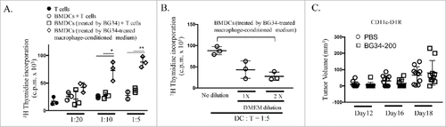 Figure 5. CD11c+ cells are required for BG34-200-induced anti-melanoma responses. (A) 3H thymidine assay of PMEL CD8+ T cells co-cultured with gp10025-33 peptide-pulsed BMDCs. T cells alone served as negative control. BMDCs were treated by PBS or BG34-200, or BG34-200-treated macrophage-conditioned medium. BMDCs pulsed with gp10025-33 peptide and co-cultured with PMEL CD8+ T cells at DC : T ratios of 1: 20, 1:10 and 1:5. (B) BG34-200-treated macrophage-conditioned medium at three different dilutions with DMEM were used to co-culture with BMDCs. Then BMDCs were pulsed with gp10025-33 peptide and co-cultured with PMEL CD8+ T cells at DC : T ratios of 1:5. (C) Tumor volumes in CD11c-KO mice bearing established B16F10 with or without BG34-200 treatment. Tumor volumes at day 12, 16 and 18 for individual animals in each group were graphed. n = 9 per group. # p < 0.05, ## p < 0.01. Significance was determined by two-way ANOVA with Student's t test.
