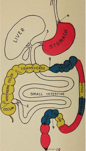 Figure 1. Kellogg, John Harvey, The Itinerary of a Breakfast; a Popular Account of the Travels of a Breakfast Through the Food Tube And of the Ten Gates and Several Stations through which it Passes, Also of the Obstacles which It Sometimes Meets (1920) by Kellogg, John Harvey, 1852–1943 [No restrictions], via Wikimedia Commons https://archive.org/stream/itineraryofbre00kell/itineraryofbre00kell#page/n139/mode/1up.