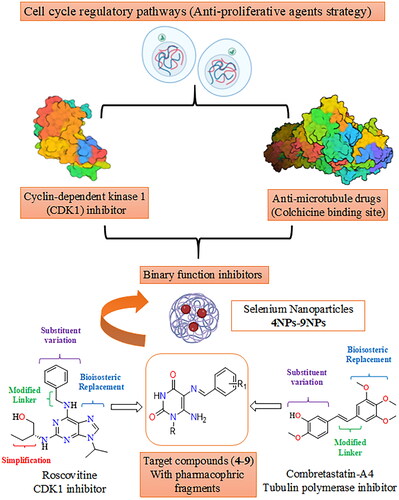 Figure 2. Design of novel pyrimidine Schiff bases and their SeNPs as dual CDK1 and tubulin polymerase inhibitors.