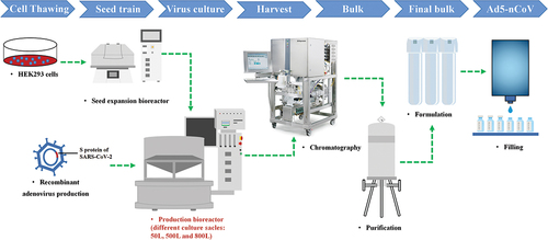 Figure 1. The production process of Ad5-nCov. The harvest was obtained by amplifying and culturing cells of replication-deficient human adenovirus type 5 expressing the S protein of SARS-CoV-2 in the bioreactor. The bulk was obtained after chromatography and purification of the harvest. The final bulk was prepared from the bulk plus various accessories. The final Ad5-nCov preparation was qualified for marketing after filling in the aseptic state and inspected release. The production process of Ad5-nCov with different production scales is the same, the main difference is that the replication-defective human type 5 adenovirus expressing the S protein of SARS-CoV-2 is cultivated in bioreactors of different scales (50 L, 500 L and 800 L). Ad5-nCoV=recombinant adenovirus type-5 vectored COVID-19 vaccine.