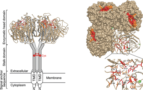 Figure 1. Structure of neuraminidase and its catalytic sites. Reproduced with permission from Sarah Creytens et al. [Citation113].