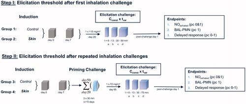 Figure 1. Protocols used to test for respiratory sensitization/allergy in a topical-induction and repeated inhalation priming/elicitation Brown Norway rat model. Two weeks after the last sensitization encounter, the rats were subjected to a dose–escalation type (Cconst × tvar) of bronchoprovocation challenge at 110 mg HDI/m3 for either 6, 13, 35, or 50 min duration (step I). At step II, similar sensitized rats were subjected to three successive inhalation priming/challenge exposures at about 120–87–72 mg/m3 × 30 min (Figure 2) followed by bronchoprovocation challenge at about 72 mg/m3 for either 6, 13, 35, or 75 min duration. The time periods between priming inhalation challenges was selected that irritant inflammation regresses from one interval to the next whereas the allergic-type inflammation progresses. The asthma phenotype was probed by lung function measurements overnight post-challenge and PMN in bronchoalveolar lavage fluid (BAL) 1 d after the respective escalation inhalation challenge. Nitric oxide in exhaled air was analyzed before and after lung function measurements.