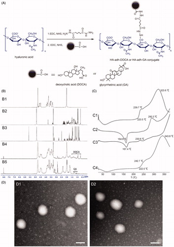 Figure 1. (A) Synthetic route of HA-adh-DOCA conjugate and HA-adh-GA conjugate. (B) 1H NMR spectra of HA (B1), DOCA (B2), GA (B3), HA-adh-DOCA conjugate (B4) and HA-adh-GA conjugate (B5). (C) DSC profiles of HA-adh-DOCA10 conjugate (C1); silybin (C2); physical mixture of HA-adh-DOCA10 conjugate and silybin (C3); and silybin-loaded HA-adh-DOCA10 micelles (C4). (D) TEM image of silybin-loaded HA-adh-DOCA10 micelles (D1) and silybin-loaded HA-adh-GA20 micelles (D2). The magnification bar denotes 100 nm.