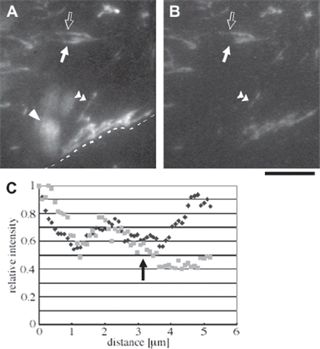 Figure 2. Epi-fluorescence and TIRF observations of FN fibrils. Hs68 human foreskin fibroblasts on the FN-coated glass substratum were fixed and stained for FN. To improve accessibility of antibody molecules to ventral FN fibrils, plasma membranes were permeabilized after the fixation. (A and B) Epi-fluorescence (A) and TIRF (B) images of FN. The dotted line in (A) indicates the cell boundary, and the upper part of the image represents the cell region. The blurred bright region indicated by an arrowhead in (A) represents a FN fibril located on the apical surface of the cell. Bar, 10 μm. (C) Plots of epi-fluorescence (black diamonds) and TIRF (gray squares) intensities along one FN fibril indicated by a double arrowhead in (A and B). Intensities were normalized to the maximum values in the individual plots.