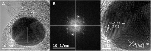 Figure 3 (A) HRTEM image of Au@CT; (B) Fourier capture showing the polycrystalline nature of Au@CT; (C) amplification of the selected area showing interplanar distance of the Au@CT crystalline structure, with the calculated d-spacing and corresponding Miller index.