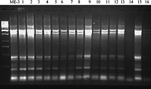 Figure 6.  Recovery of L. fermentum ME-3 in faecal samples of all volunteers after consumption of ME-3 fermented goat's milk.