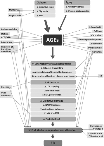 Figure 3. Schematic presentation of the nutritional and therapeutic interventions on the formation of AGEs and ED onset. ACEI, angiotensin-converting enzyme inhibitors; ARB, angiotensin II receptor-1 blocker; cGMP, cyclic guanosine monophosphate; ER, energy restriction; LDL, low-density lipoprotein; NADPH, nicotinamide adenine dinucleotide phosphate; NO, nitric oxide; PDE5, phosphodiesterase-5; ROS, reactive oxygen species; SMC, smooth muscle cells.
