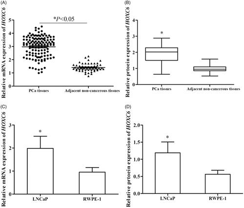 Figure 1. Relative expression of HOXC6 was determined using qRT-PCR and Western blot analysis. Compared with adjacent non-cancerous tissues, relative expression of HOCX6 was significantly up-regulated in PCa tissues at both mRNA (A) and protein (B) levels (p < .05). Relative expression of HOXC6 was also distinctively higher in cell line LNCaP than in normal human prostate epithelial cells RWPE-1 at both mRNA (C) and protein (D) levels (p < .05).