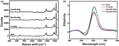 Figure 2. Structural characterization of the bHb samples. High frequency resonance Raman spectra of the bHb samples (a) were measured with exposure times of 180 s. Circular dichroism spectra of the bHb samples (b) were recorded at room temperature in the far-UV regions of 360–480 nm.