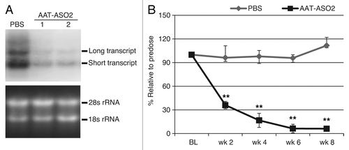 Figure 2. AAT-ASO2 treatment dramatically reduces both long and short transcripts in PiZ mice. (A) northern blot analysis for hAAT in PiZ mice with and without AAT-ASO2 treatment. Northern probe recognizes both transcripts. (B) Time-dependent hAAT reduction in plasma. Six-week-old PiZ mice were treated for 8 wk with 50 mg/kg AAT-ASO2 via subcutaneous injection. Human AAT mRNA levels in liver were quantified by qRT-PCR (TaqMan) using 5′ppset, and plasma AAT levels were determined by an immunoturbidmetric method. Results represent means ± standard deviations (n = 4). **P < 0.01 by two-way ANOVA with Bonferroni’s post-hoc tests.
