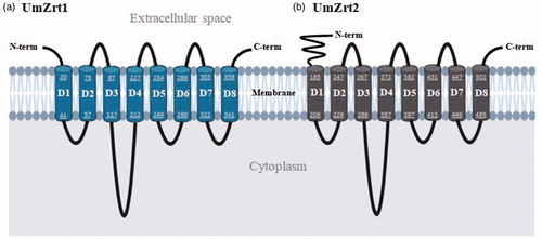Figure 1. In silico prediction of UmZrt1p and UmZrt2p membrane topology. Both proteins a) UmZrt1 and b) UmZrt2 have eight predicted transmembrane domains (D1-D8) with the N- and C-terminal ends facing the extracellular space. The numbers shown in each domain correspond to the amino acids that make them up.