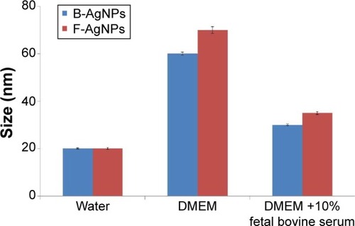 Figure 4 Size distribution analysis by DLS.Notes: AgNPs were dispersed in deionized water, DMEM, and DMEM media with 10% fetal bovine serum and the particles were mixed thoroughly via sonication and vortexing. Samples were measured at 25 μg/mL.Abbreviations: AgNPs, silver nanoparticles; B-AgNPs, bacterium-derived AgNPs; F-AgNPs, fungus-derived AgNPs; DLS, dynamic light scattering; DMEM, Dulbecco’s Modified Eagle’s Medium.