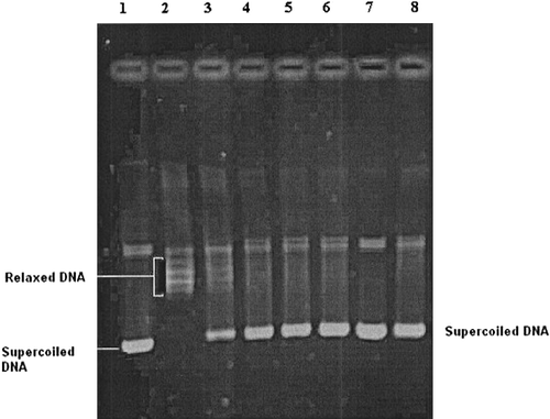 Figure 2 Electrophoregram showing the inhibitory effects of tested compound 6 and reference drug etoposide on eukaryotic DNA topoisomerase II. Lane 1; supercoiled pBR322 plasmid DNA (0.3 μg) with incubation mixture without enzyme. Lane 2; plasmid DNA with 5 U of topo II enzyme (control). Lanes 3–6; plasmid DNA with 5 U of topo II enzyme in the presence of compound 6 at concentrations 0.1, 1, 5 and 10 μg/μL, respectively. Lane 7; plasmid DNA with compound 6 at a concentration of 10 μg/μL without enzyme. Lane 8; plasmid DNA with 5 U of topo II enzyme and a known DNA topoisomerase II inhibitor (etoposide) at a concentration of 10 μg/μL. The relaxation assay in a cell-free system was performed as described in methods.