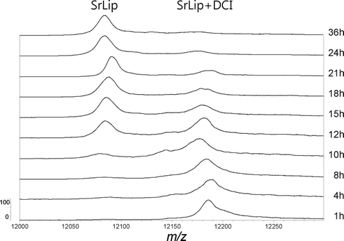 Figure 2.  Time-course of SrLip–DCI complex reactivation after incubation of 4.55 µM Streptomyces rimosus lipase with the 10-fold molar excess of DCI, followed by MALDI-TOF-MS. Incubation times are indicated on the right. Only region encompassing doubly protonated ions is shown. DCI, 3,4-dichloroisocoumarin; MALDI, matrix-assisted laser desorption/ionization; MS, mass spectrometry; SrLip, Streptomyces rimosus lipase.