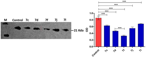 Figure 3. Western blot quantification anti-DHFR effects of compounds 7c, 7d, 7f, 7j and 7l in MCF-7 breast cancer cell.