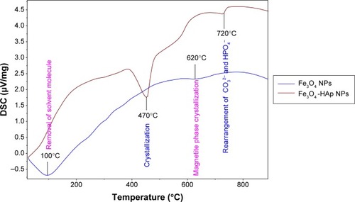 Figure 4 DSC analysis of Fe3O4-HAp nanoparticles.Abbreviations: DSC, differential scanning calorimetry; Fe3O4, iron oxide; HAp, hydroxyapatite; NPs, nanoparticles.