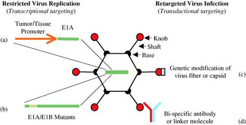 Figure 1. Strategies for adenovirus retargeting. Restricted adenovirus replication can be achieved through tumor- or tissue-specific promoter-controlled E1A gene expression (a), or through genetic modification of E1A and/or E1B to create virus strains with selective replication in tumor cells with deregulated cell cycle pathways (b). Adenovirus infection can be retargeted from its natural binding receptor to a specific cell surface molecule through genetic modification of the virus fiber or capsid proteins which the virus uses for attachment and cell entry (c) or by using bi-specific linkers that bridge virus surface proteins to specific cell surface receptors (d).