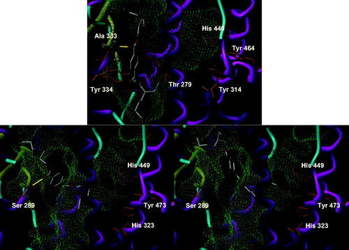 Figure 3. Docking of DEHT in PPARα (upper panel) and γ (lower panel).