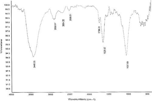 Figure 6. FTIR spectrum of the dried powder of gold nanoparticles formed after 48 h of incubation with the R. solanacerum bacteria.