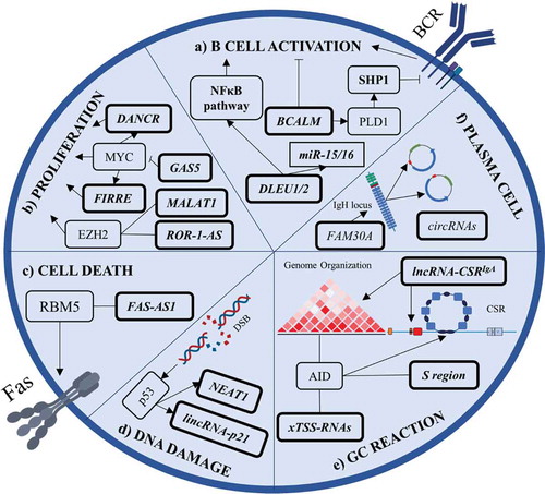 Figure 3. Summary of lncRNAs’ involvement in B cell biology. a) BCALM and DLEU1/2 are involved in B cell activation. BCALM drives a negative feedback loop with SHP1 to decrease BCR-mediated activation while DLEU1/2 cis-regulates NFκB-related genes. b) LncRNAs can promote malignant B cell proliferation by interacting with EZH2 and by being a part of MYC’s pro-proliferative program. c) FAS-AS1 promotes membrane Fas isoform generation. FAS-AS1 is epigenetically repressed in B cell lymphomas, leading to soluble Fas generation and cell death evasion. d) NEAT1 and lincRNA-p21 are regulated by p53 during DNA damage response. e) During germinal centre (GC) reaction, AID interacts with xTSS-RNAs that influence genome integrity. AID also binds transcripts from the S region to drive class switch recombination and lncRNA-CSRIgA specifically induces an IgA class switch. f) FAM30A is an antisense RNA from the IgH locus that positively correlates with high antibody titres. Plasma cells generate high levels of circRNAs from Ig genes. LncRNAs are indicated in bold boxes, miRNAs in rectangles, and proteins or pathways in other boxes. Arrows indicate positive regulation, blunt-ended lines indicate negative regulation, and straight lines indicate interaction. DSB, double-strand break; CSR, class switch recombination
