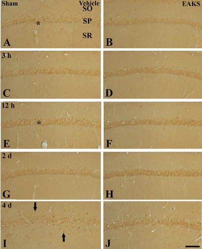 Figure 4.  Immunohistochemical staining for Cu,Zn-SOD in the CA1 region in the vehicle-ischemia (A, C, E, G, I) and 50 mg/kg EAKS-ischemia (B, D, F, H, J) groups at sham (A, B), 3 h (C, D), 12 h (E, F), 2 days (G, H) and 4 days (I, J) postischemia. Cu,Zn-SOD immunoreactivity is well detected in the stratum pyramidale (SP, asterisk) in the sham group. In the vehicle-ischemia group, the immunoreactivity is increased (asterisk) at 12 h postischemia, and decreased at 2 days postischemia. Four days after ischemia/reperfusion, Cu,Zn-SOD immunoreactivity in the SP is very low, and Cu,Zn-SOD immunoreactivity is expressed in non-pyramidal cells (arrows). In the EAKS-sham group, Cu,Zn-SOD immunoreactivity is similar to the vehicle-sham group; however, in the EAKS-ischemia group, Cu,Zn-SOD immunoreactivity (asterisk) is much higher than the vehicle-ischemia group. SO, stratum oriens; SR, stratum radiatum. Scale bar = 50 µm.