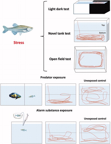 Figure 1. Common behavioral tests to assess stress/anxiety in zebrafish (see Table 1 for examples of potential stressors).