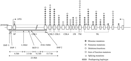 Figure 1. Distribution ofRET mutations along the 21 exons. Missense, nonsense and deletion/insertion mutations conferring loss of function, together with gain‐of‐function and splicing mutations are reported using different symbols. The predisposing haplotype and relative position of its specific markers are indicated by a striped rectangle. Protein domains are reported as well. SP = signal peptide; CDL = cadherin‐like domain; CR = cysteine‐rich domain; TM = transmembrane; TK = tyrosine kinase domain.