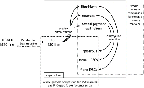 Figure 1. Schematic representation of the experimental procedure. Lentiviral vectors carrying reprogramming factors were introduced into the hESM01 cell line, and the stable clones were selected for further analysis (zero transgene expression, genome stability, in vitro and in vivo pluripotency). The resulting hESM01-OSKMN-DOX-n5 cell line was differentiated into 3 types of somatic cells. Magnetically separated cells were reprogrammed by DOX induction and iPSC clones generated from each cell type were chosen for genome-wide analysis of reprogramming traces, somatic memory, and iPSC specific markers using transcription and DNA methylation data.