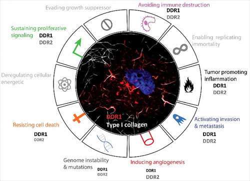 Figure 2. DDRs contribution in cancer hallmarks. Representative circular diagram of the hallmarks of cancer, adapted from Hanahan and Weinberg, 2011. In the center, a representative confocal image of a melanoma cancer cell (A375) seeded into collagen fibers (grey) and expressing DDR1 (red). The nucleus is in blue. The difference in the front size is related to the reported involvement of one of hte DDR more than the other in the literature.