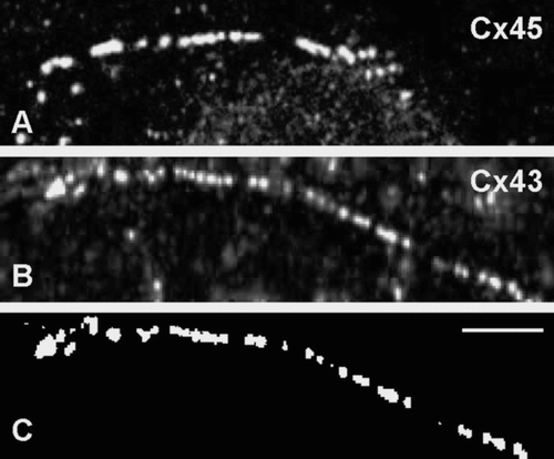 Figure 5 Representative images used to measure gap junction size. In this example, RLE Ind45 cells at maximal induction were labeled for either Cx45 (A) or Cx43 (B; Chemicon). Images were thresholded before measuring gap junction size with PC Image software (C). Scale bar: 5 μ m.